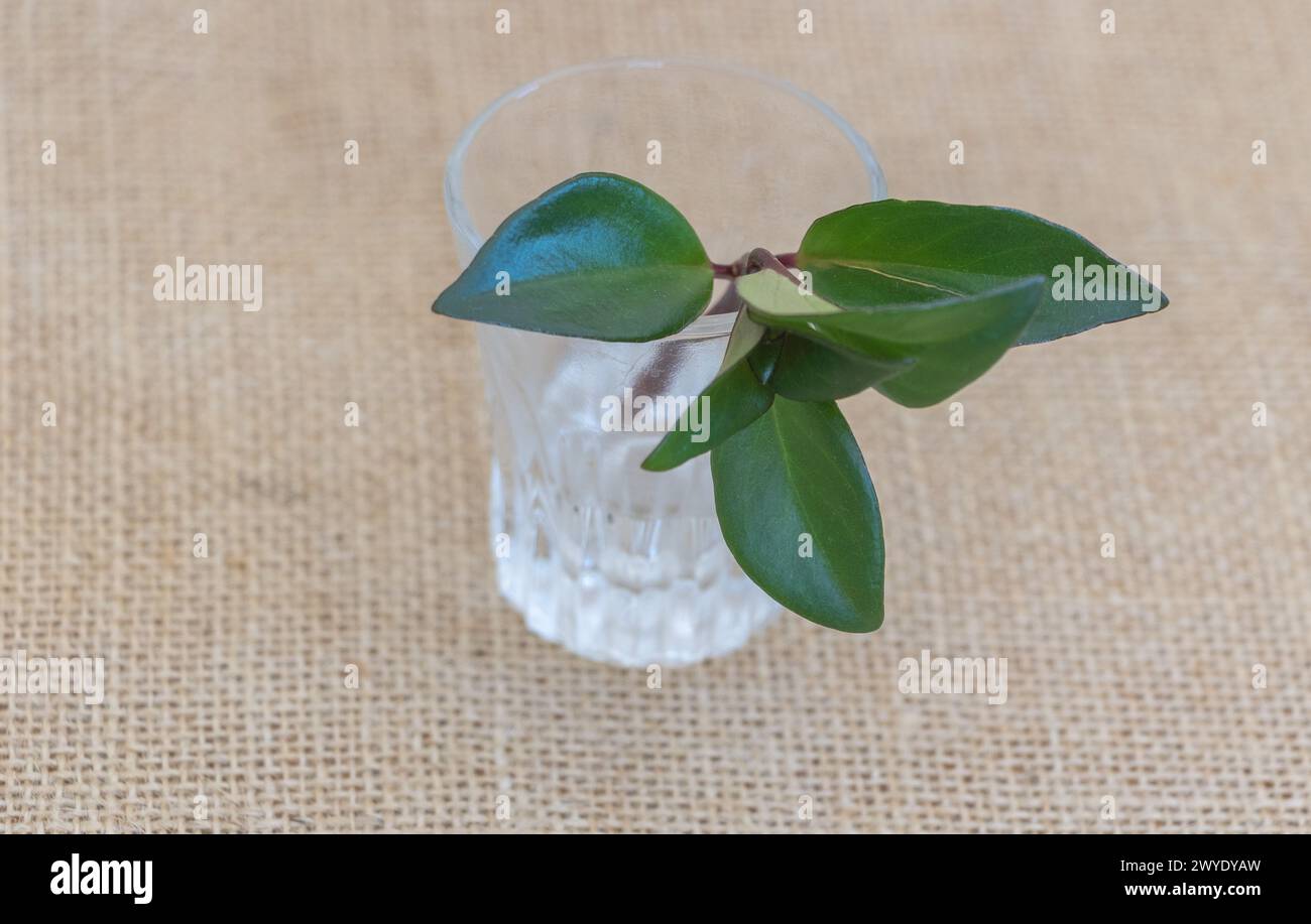 A small green leaves of goldfish plant in water glass on beige burlap background Stock Photo