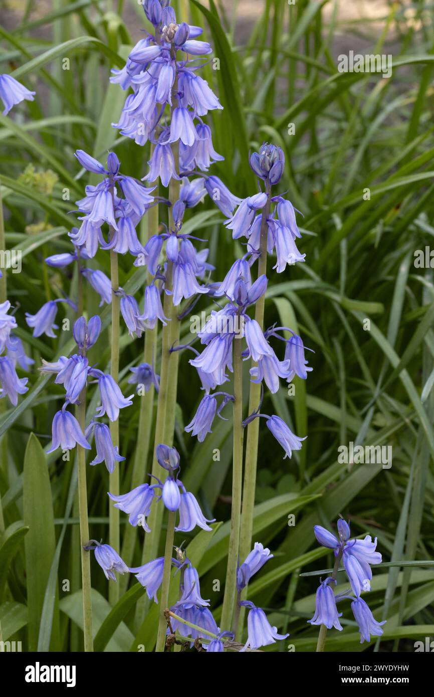 Hyacinthoides hispanica (Endymion hispanicus or Scilla hispanica), also