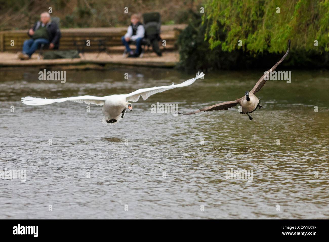 Brittens Pond, Worplesdon. 04th April 2024. Cloudy weather with a strong breeze across the Home Counties this afternoon. A mute swan (cygnus olor) at Brittens Pond in Worpleson, near Guildford, in Surrey. Credit: james jagger/Alamy Live News Stock Photo