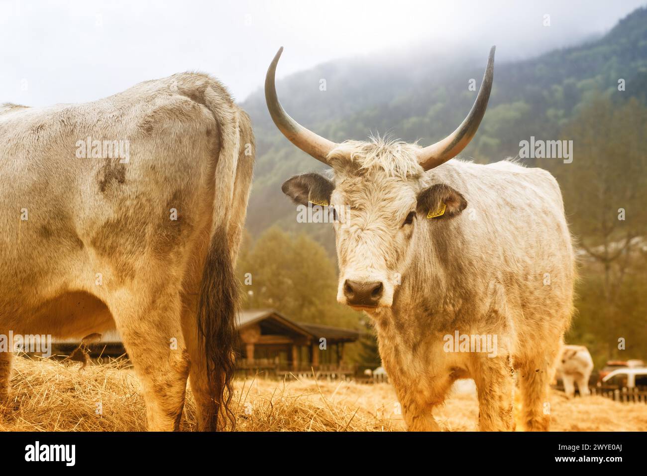Hungarian grey cattle cows eating hi-res stock photography and images ...