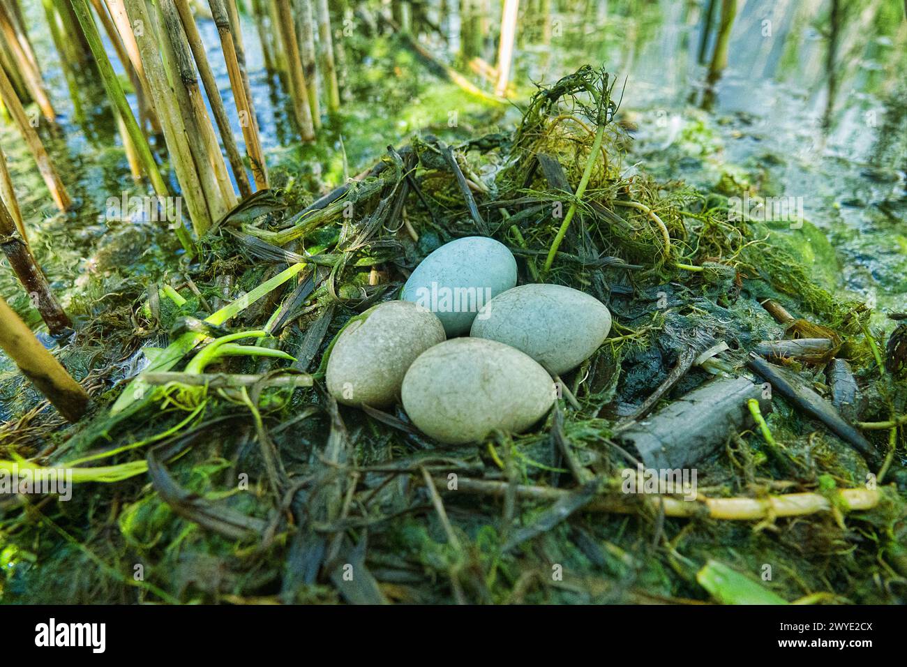 Greatcrested grebe (Podiceps cristatus) nest on reed bed on eutrophic