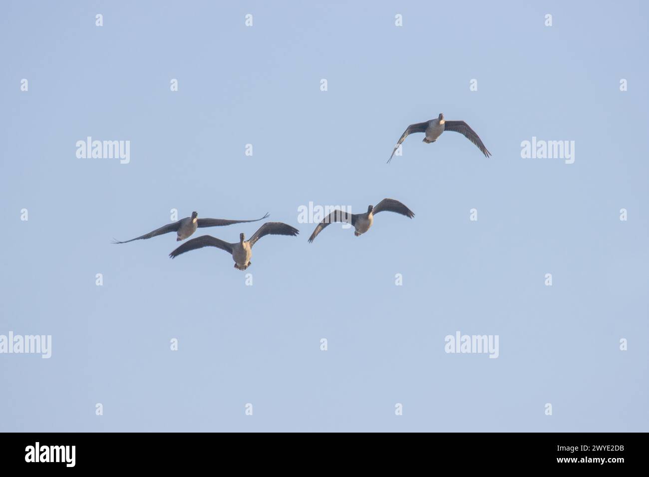Bean goose (Anser fabalis). Flocks of migrating geese in the sky and over the forest. European migration stop-overs, Birds fly full-face, rocketing Stock Photo