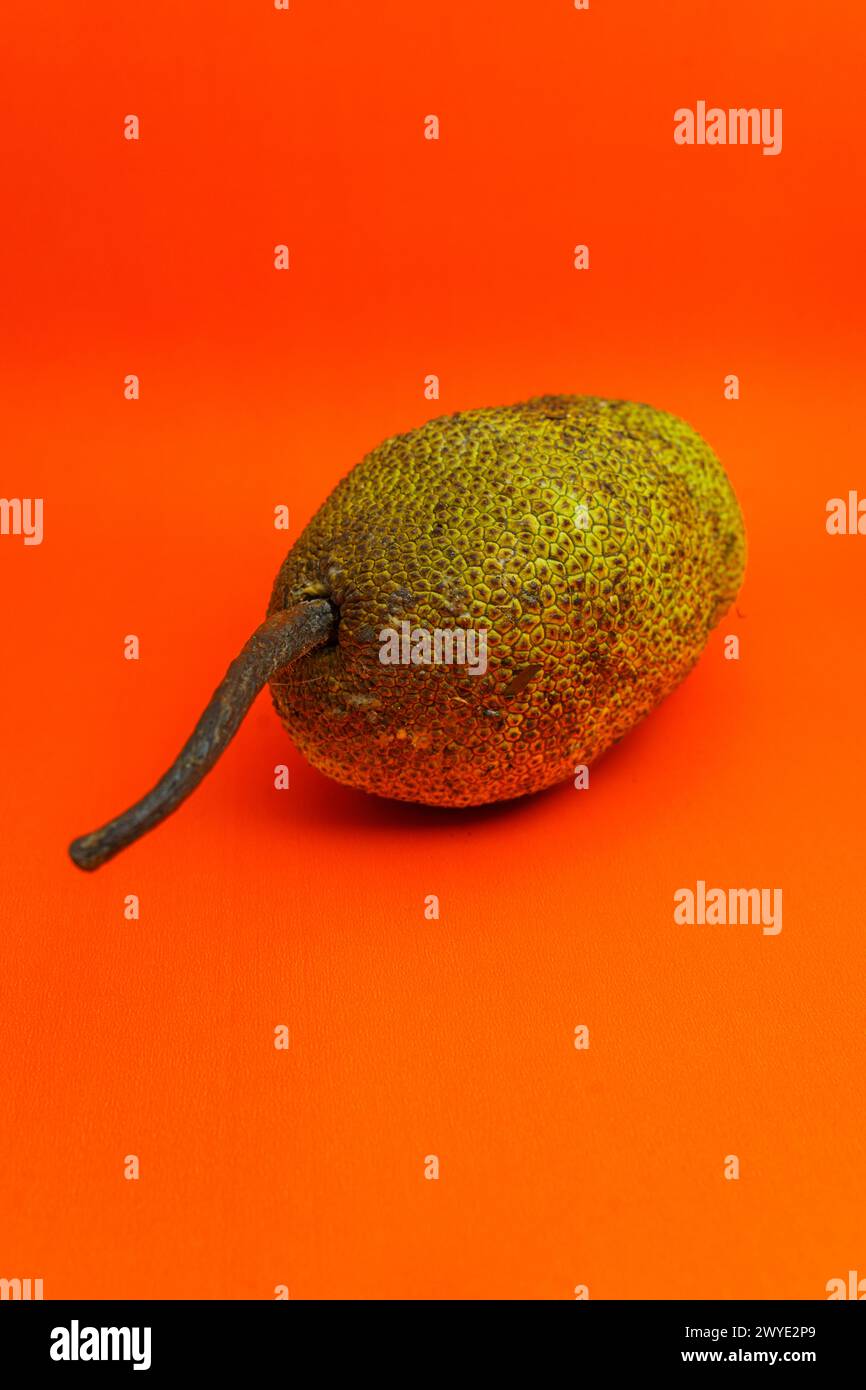 Cempedak or Artocarpus Integer, is same genus as jackfruit. It is native fruit to southeast Asia, isolated on orange background Stock Photo