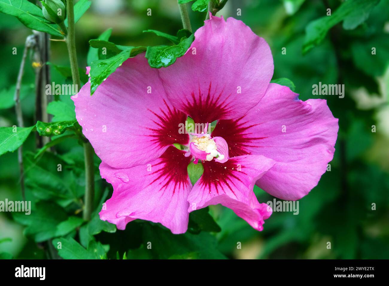 Hibiscus Flower, shoe flower. Subtropics, spring flower garden Stock Photo