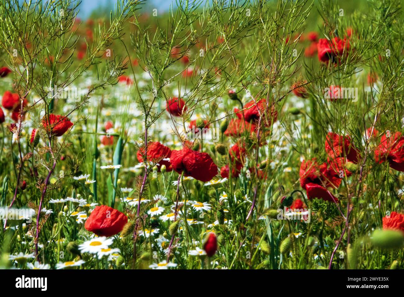 Chamomile aspect hi-res stock photography and images - Alamy