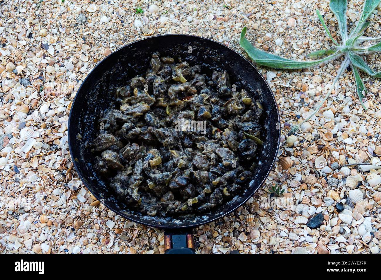 Hiker's food at sea shore. Grape snails fried in a frying pan with vegetables Stock Photo
