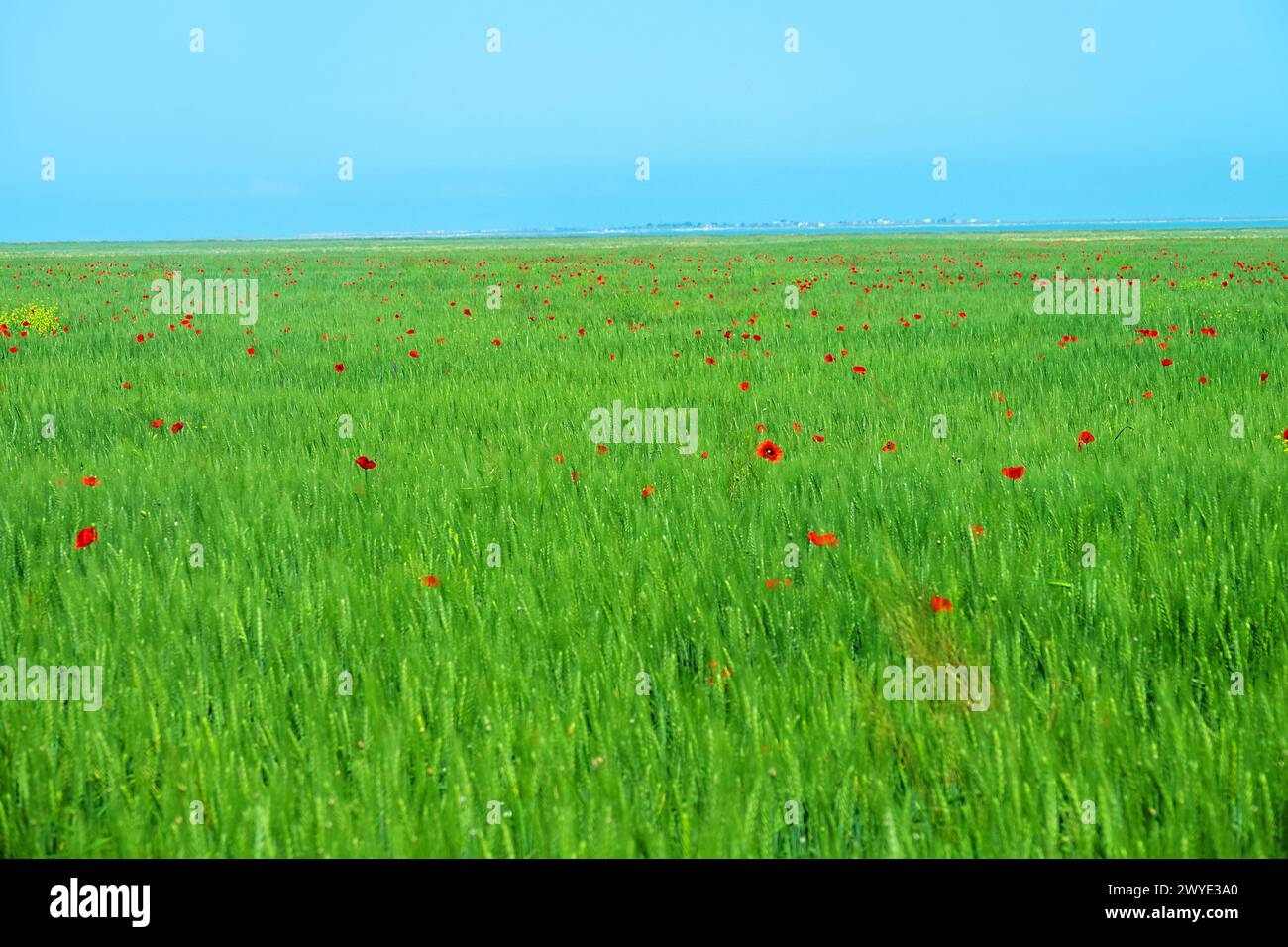 Flat steppe on the shore of Lake Sivash on the Kerch peninsula. A field of wheat with purple spots of red poppies. Corn poppy (Papaver rhoeas) as a we Stock Photo