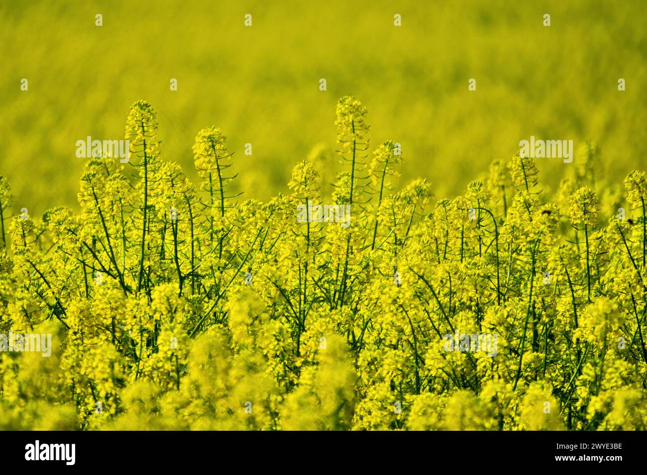 Yellow fields of rapeseed colza (Brassica napus var. oleifera), canola flowers on southern plains, former steppe Stock Photo