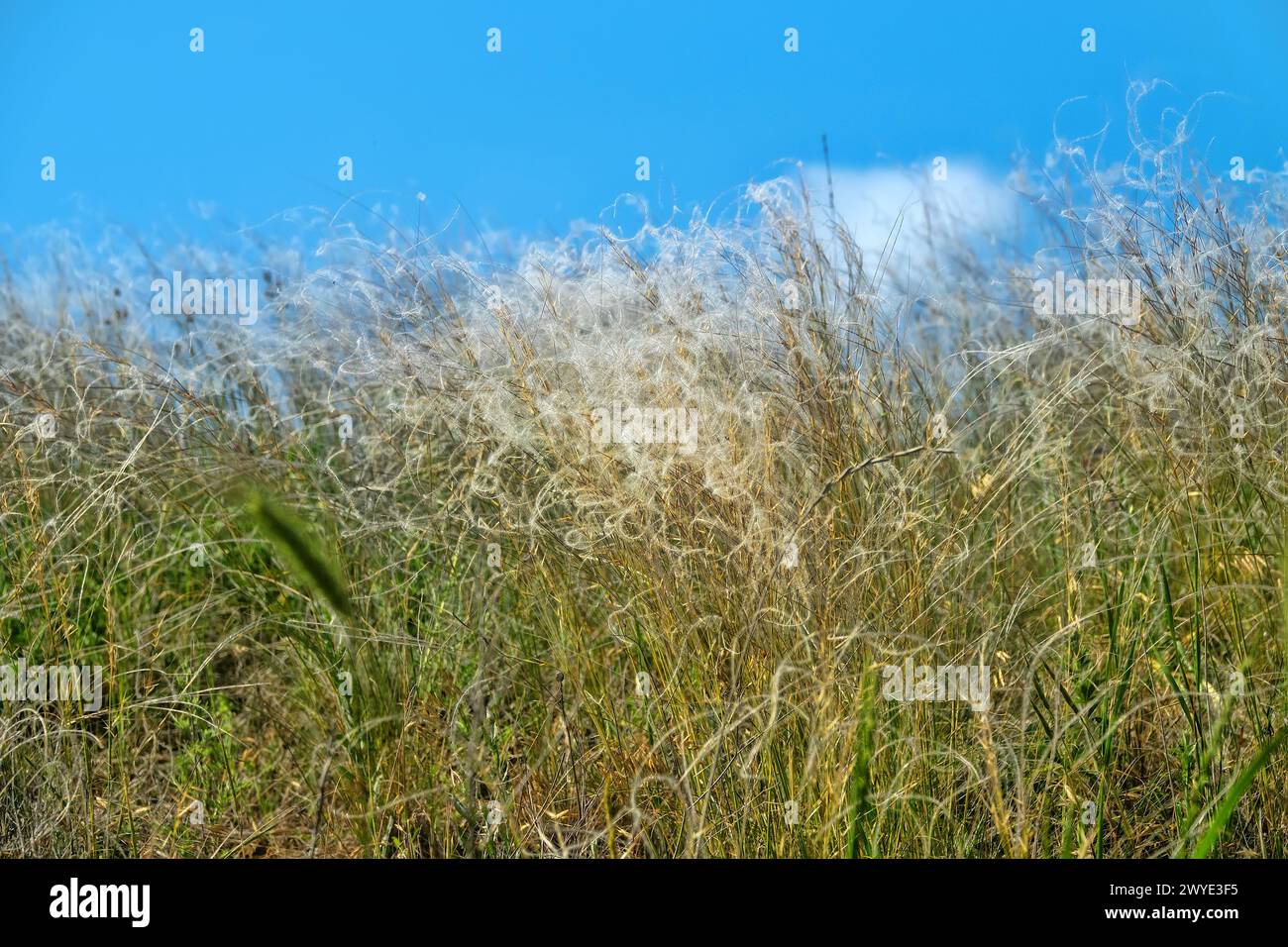 Feather-grass true steppe. Northern Black Sea region. The most common is (Stipa lessingiana or Stipa brauneri). Crimea, Kerch Peninsula Stock Photo