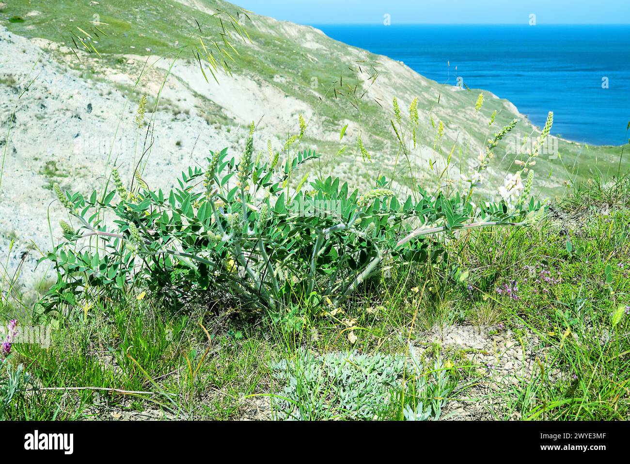 Cicer milk vetch (Astragalus deer). Feodosiya low-mountain phrygana shrub-steppe landscape. North Black Sea, Crimea Stock Photo