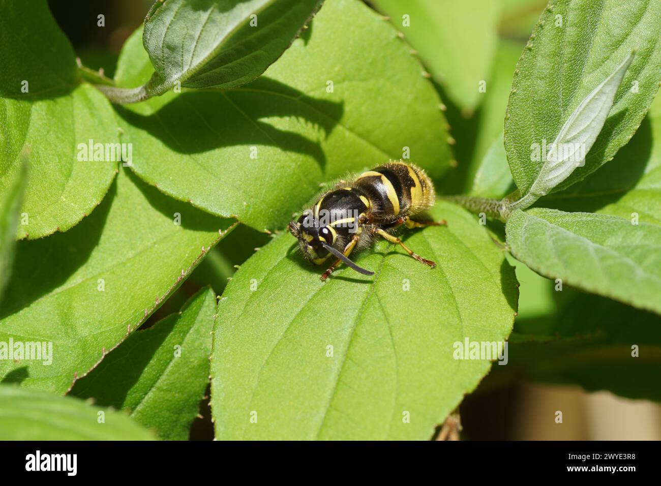 Queen of a common wasp (Vespula vulgaris) of the family Vespidae in spring on young leaves of a Deutzia. Dutch garden, April. Stock Photo