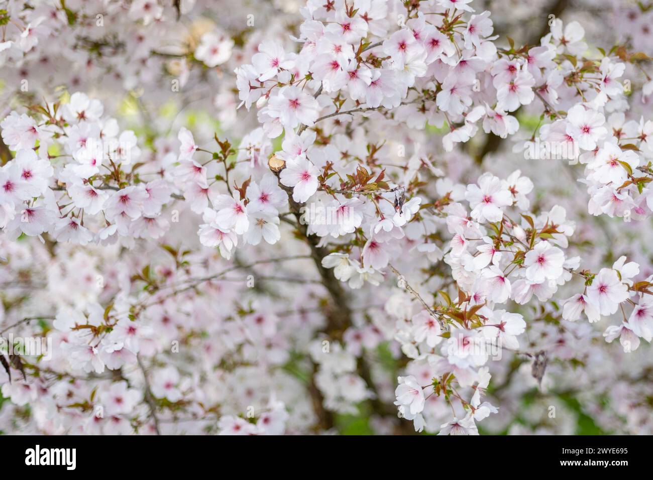 Small tree full of cherry blossoms in springtime blooming for a short time.After rain the  petite blossom are mostly gone Stock Photo