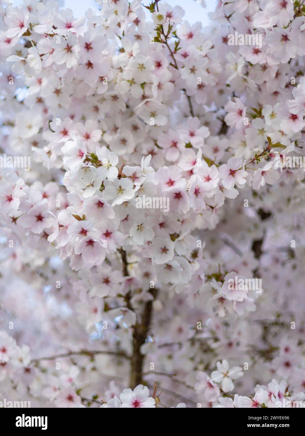 Small tree full of cherry blossoms in springtime blooming for a short time. After rain the  petite blossom are mostly gone Stock Photo