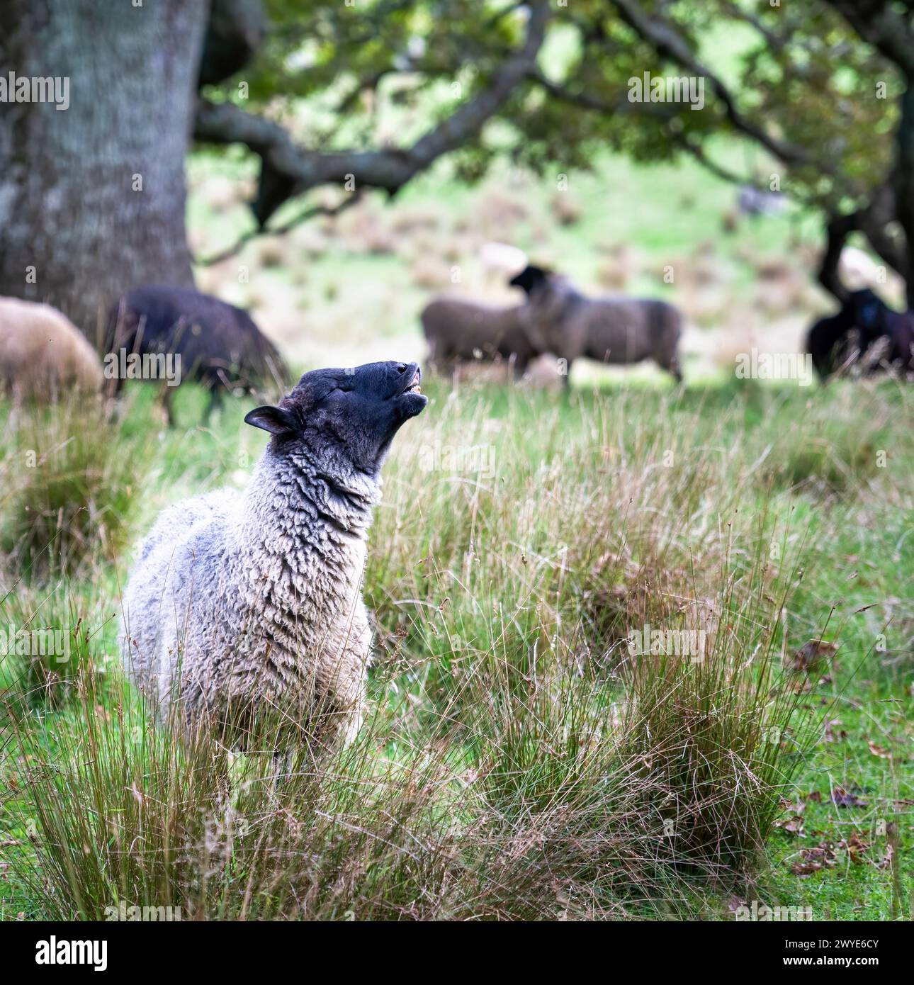 Black sheep Gotland Pelt crying out with eyes closed. Cornwall Park ...