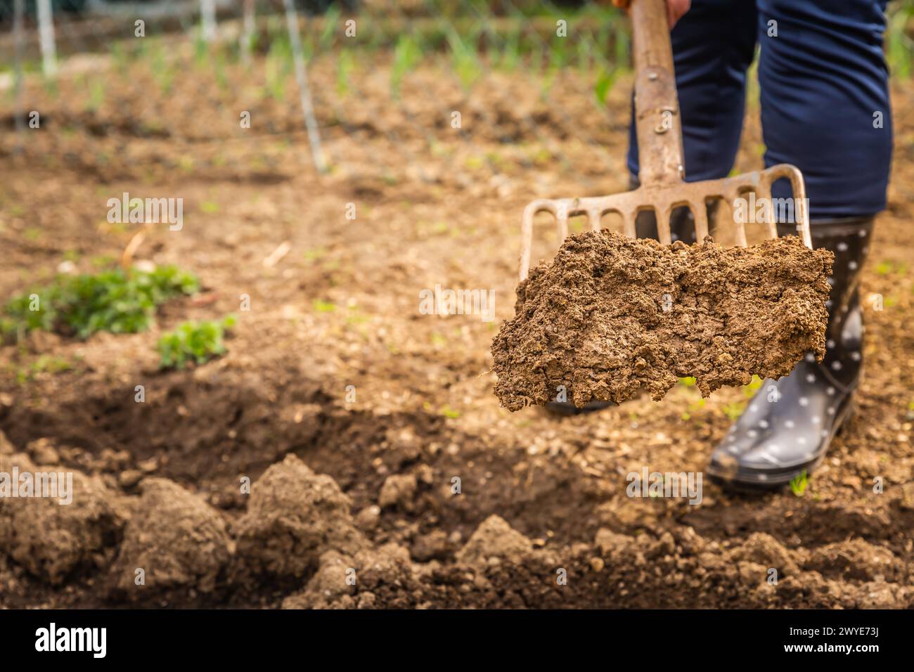 Edelrly gardener digging soil with a garden fork to cultivate soil ready for planting, spring gardening Stock Photo