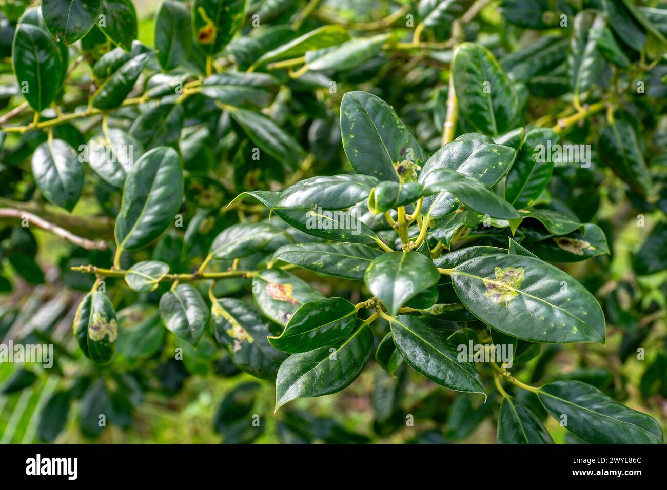 thuja smaragd gnstig kaufen Smaragd Lebensbaum