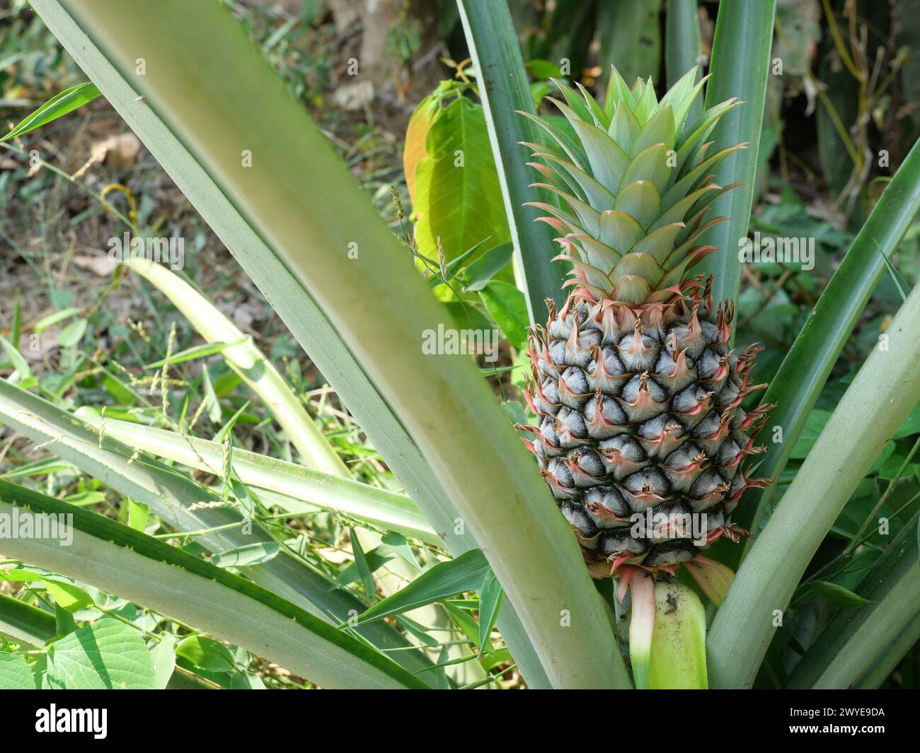 Young pineapple fruit on tree plant with natural green background, Tasty tropical fruit on the farmland Stock Photo