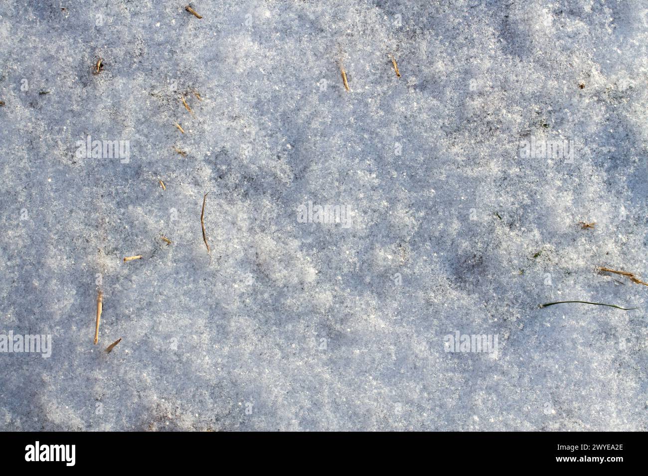 The texture of last year's thawed grass under falling snow . Dry grass in the snow, top view.High quality photo Stock Photo