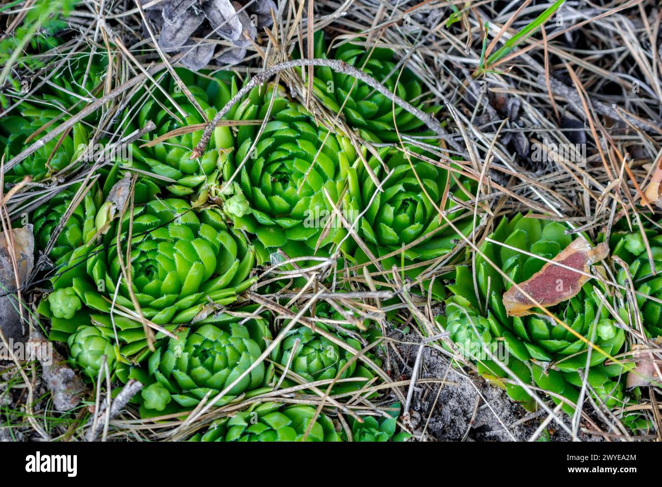 Rare forest plant Rolling Hen-and-chicks (Jovibarba globifera or Sempervivum globiferum). Grows on the border of the state reserve 'complex Tarusa'. R Stock Photo