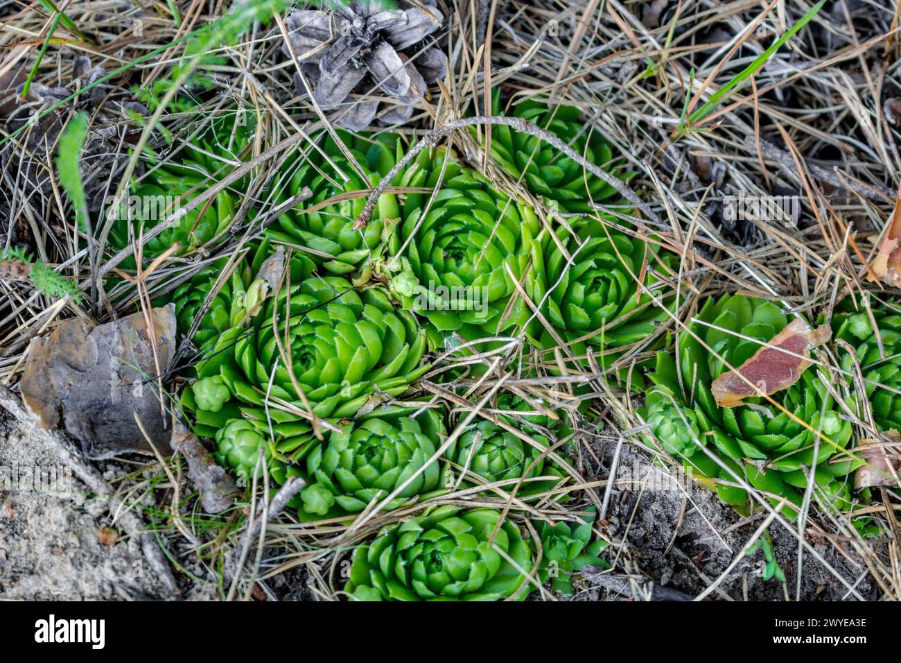 Rare forest plant Rolling Hen-and-chicks (Jovibarba globifera or Sempervivum globiferum). Grows on the border of the state reserve 'complex Tarusa'. R Stock Photo