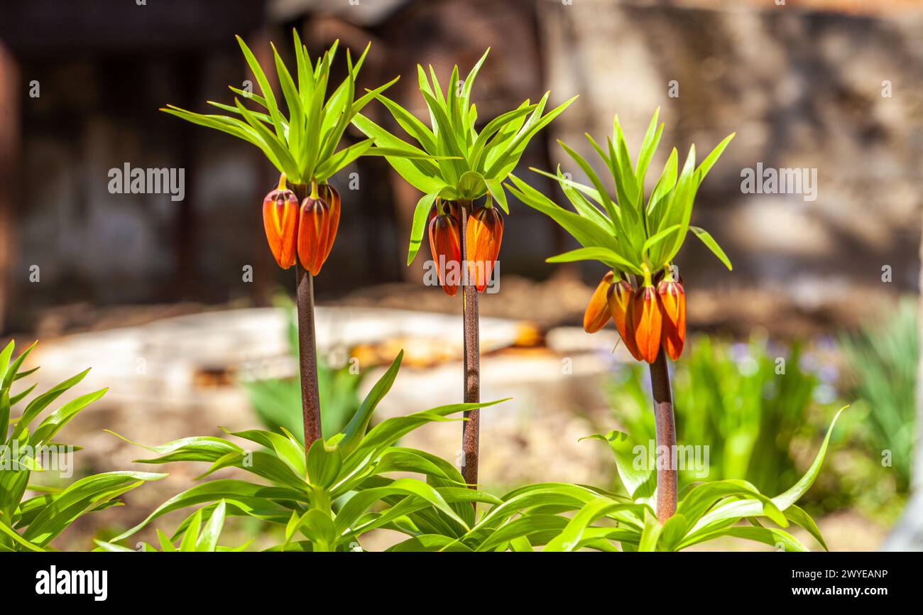 Fritillaria imperialis, the crown imperial, imperial fritillary or Kaiser's crown golden flowers orange Close-up spring garden Beautiful natural tropi Stock Photo