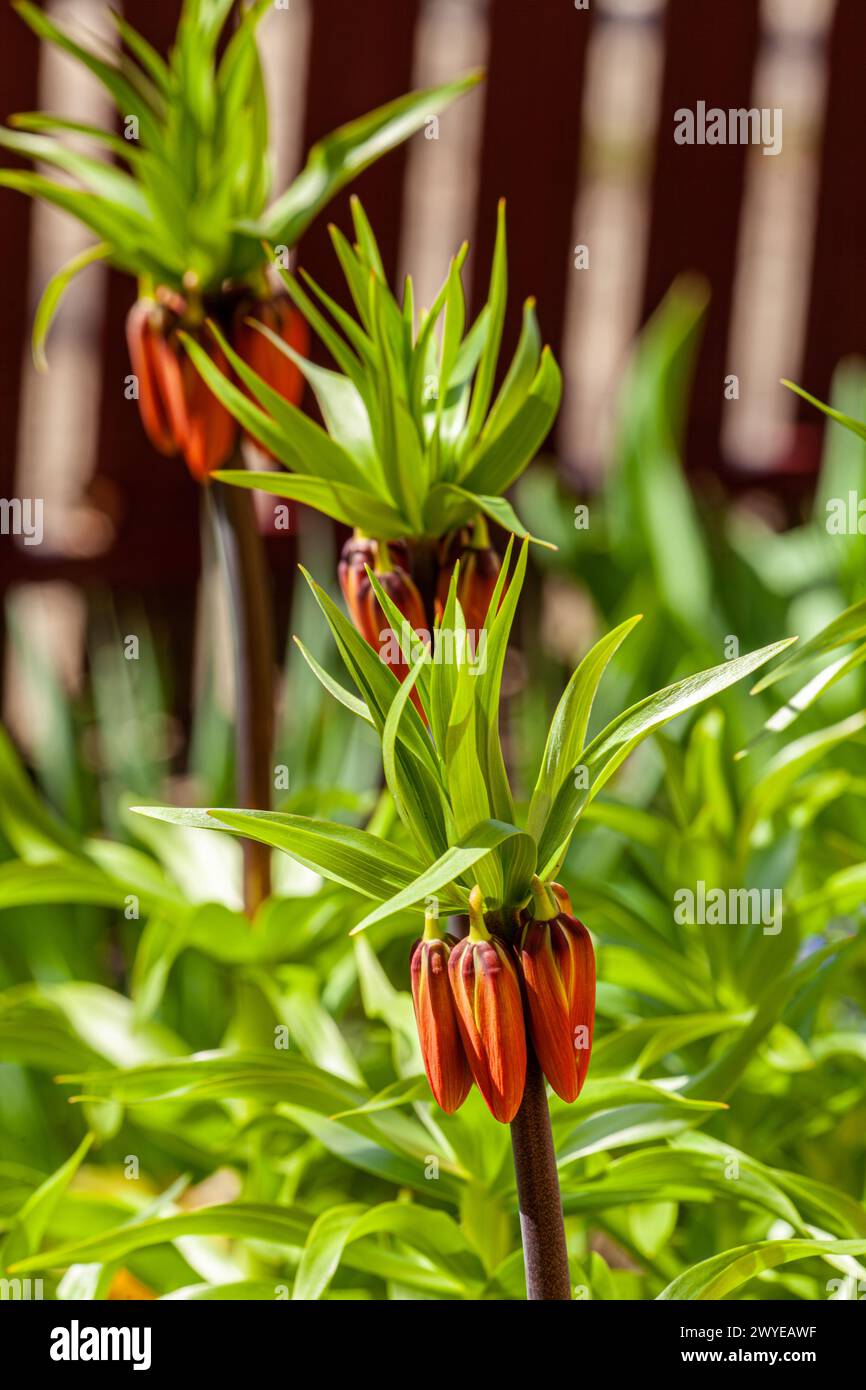 Fritillaria imperialis grows and blooms in the garden in spring. High quality photo Stock Photo