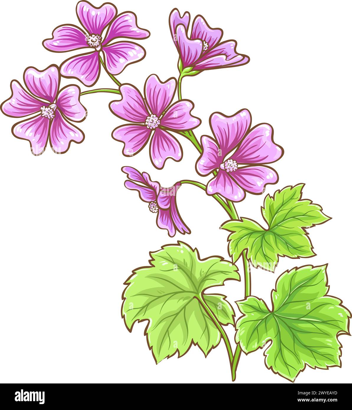 Malva Plant Colored Detailed Illustration. Stock Vector