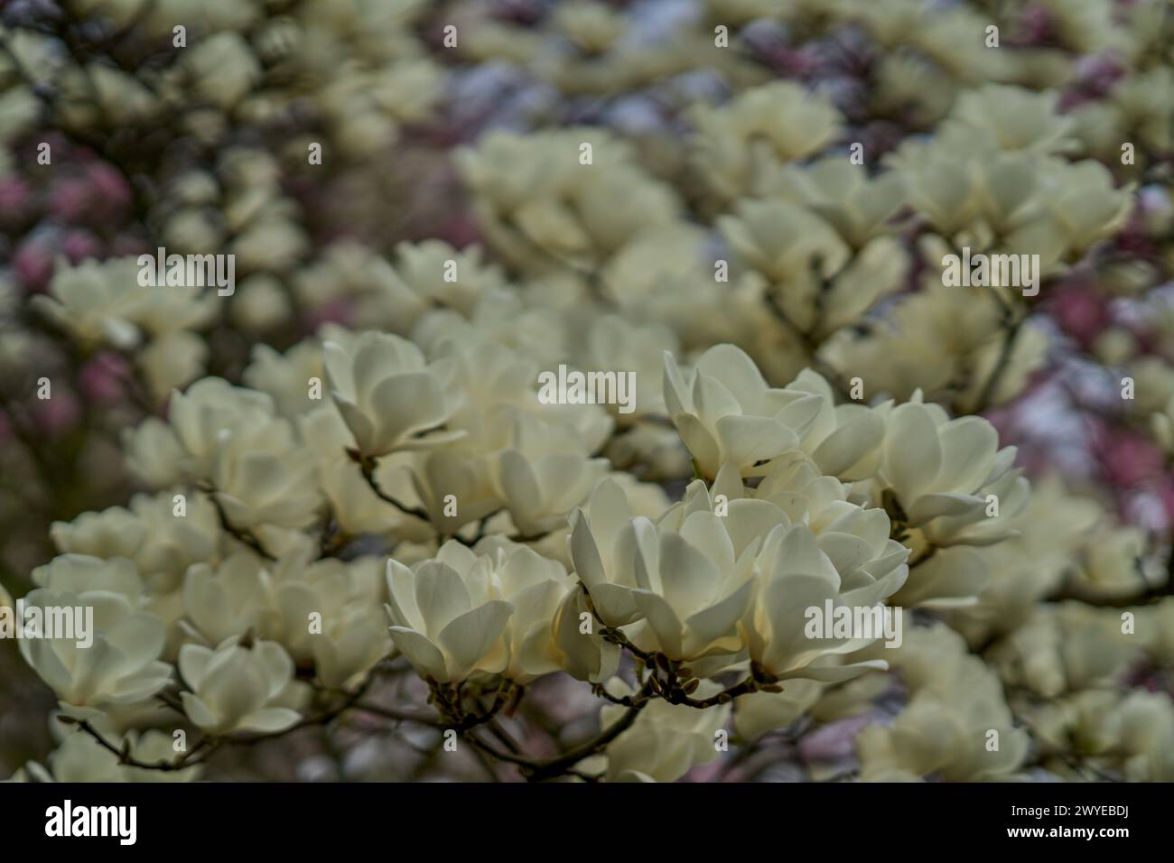 White magnolia flowers blossom hi-res stock photography and images - Alamy