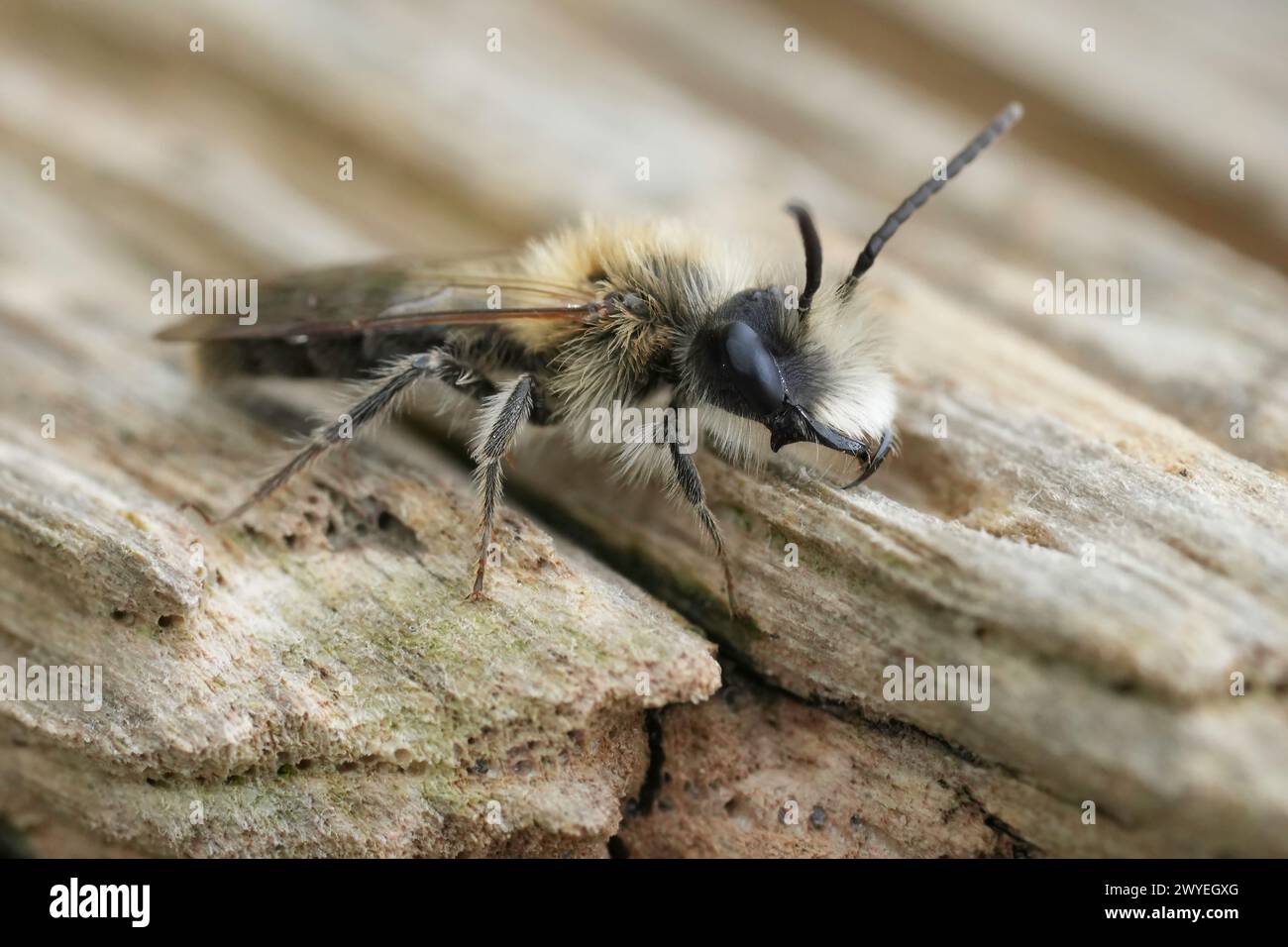 Detailed closeup on a hairy male Mellow miner, Andrena mitis on a piece of wood Stock Photo