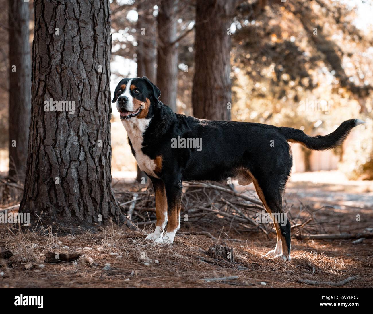 A Greater Swiss Mountain Dog in a forest Stock Photo