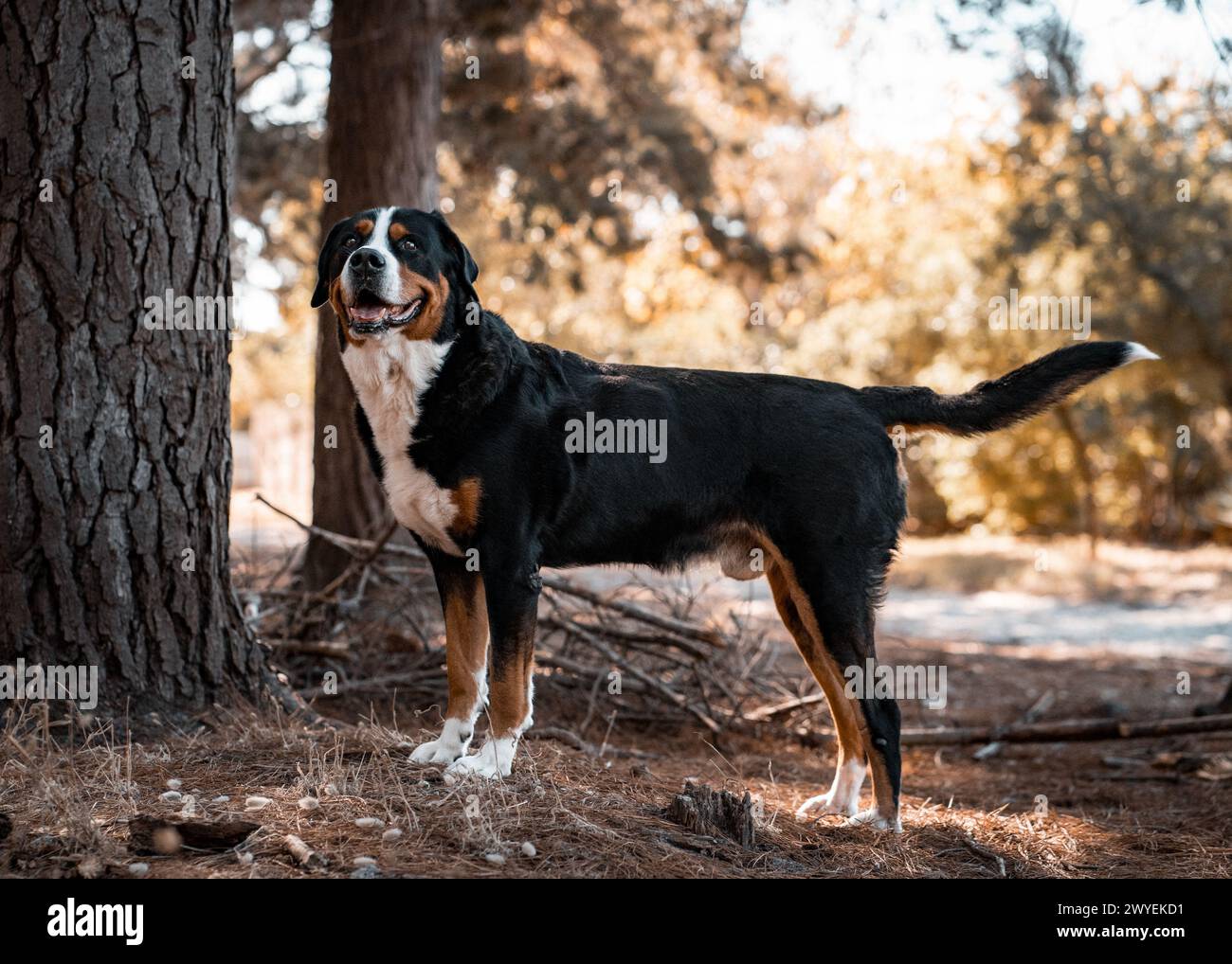 A Greater Swiss Mountain Dog in a forest Stock Photo