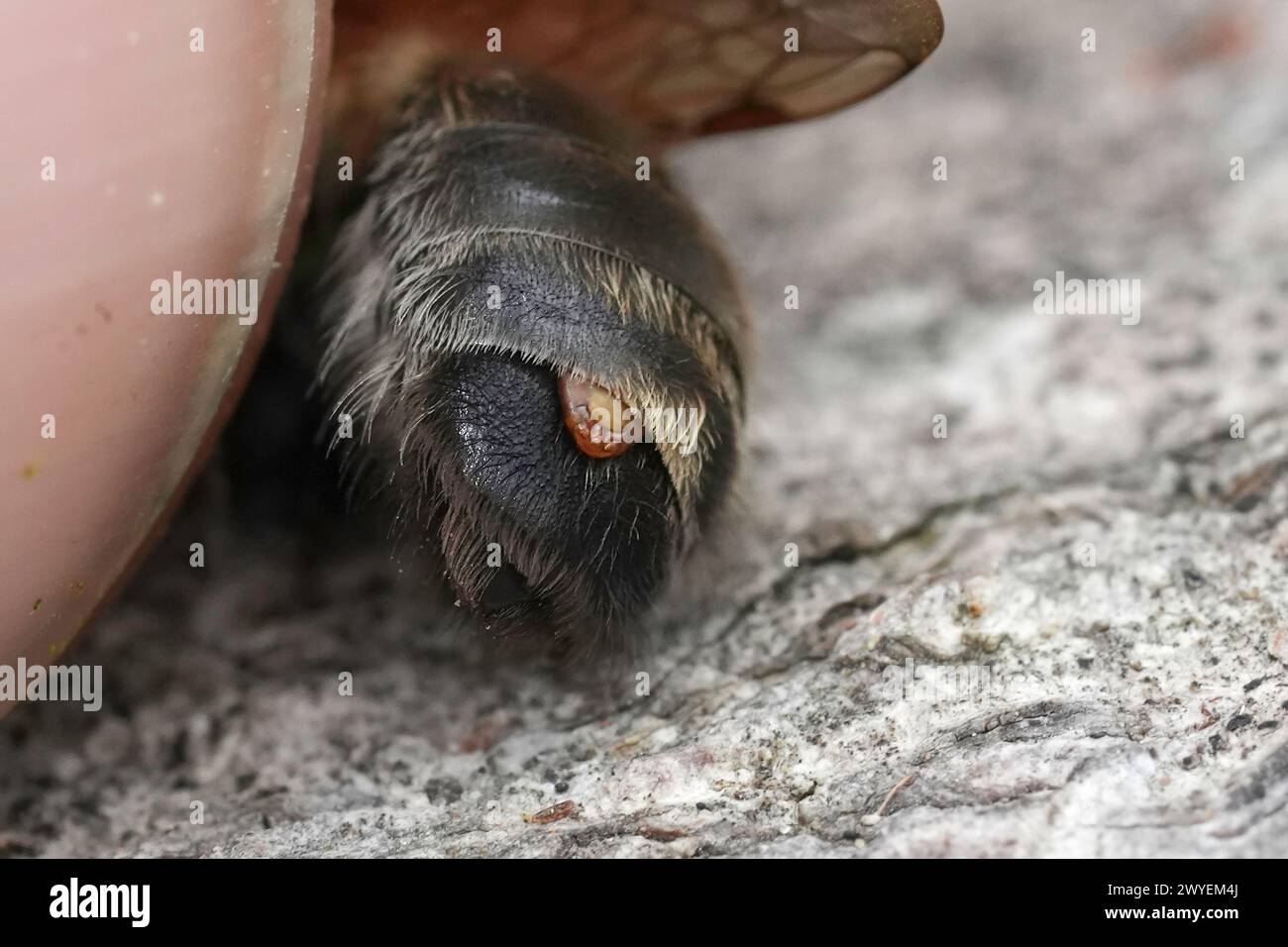 Detailed closeup on the back of an Grey-patched mining bee, Andrena nitida, infected with a Stylops melitta parasite Stock Photo