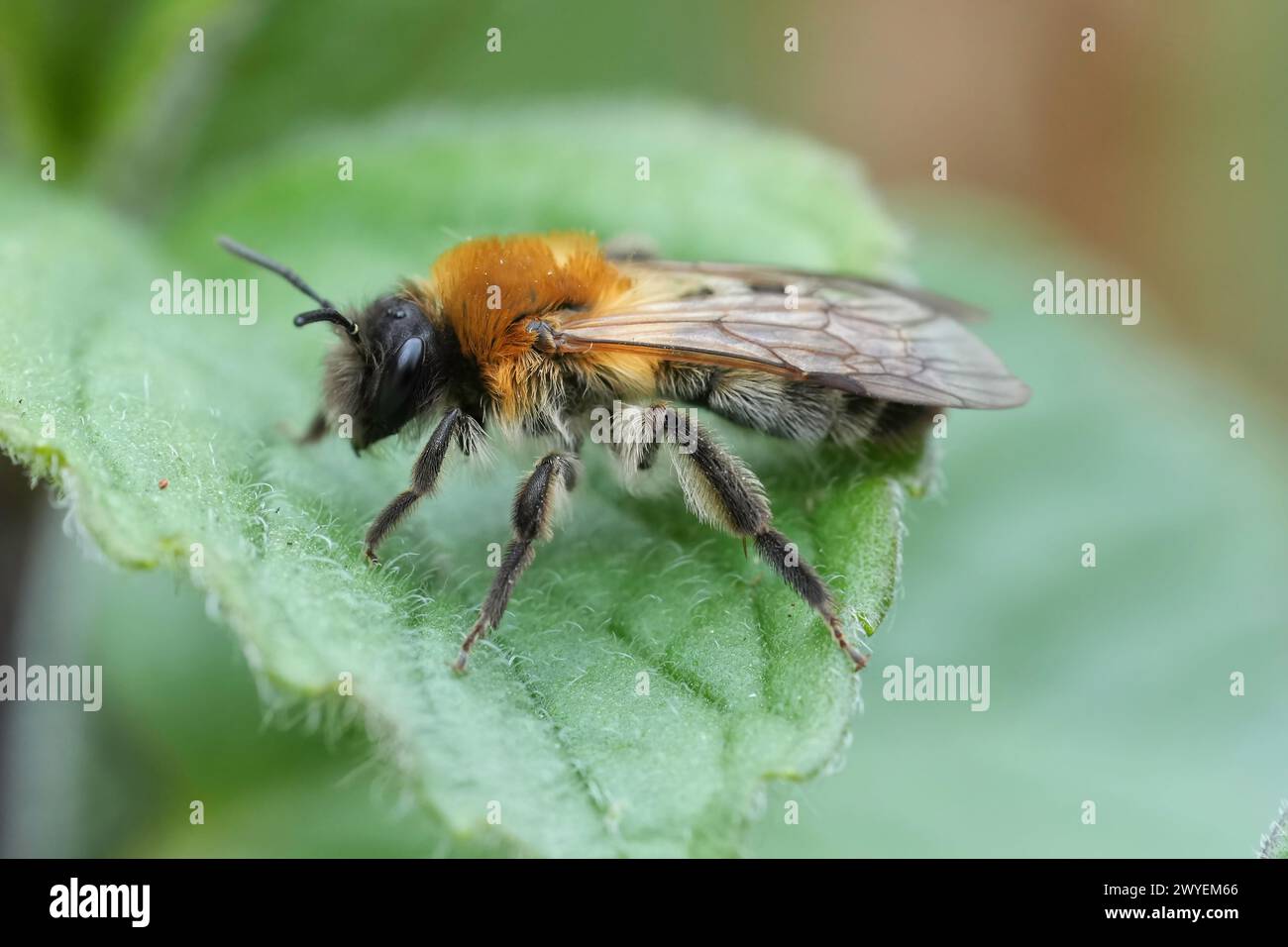Natural closeup on a female Grey-patched mining, Andrena nitida with abundant hair development due to Stylops metillae parasite Stock Photo