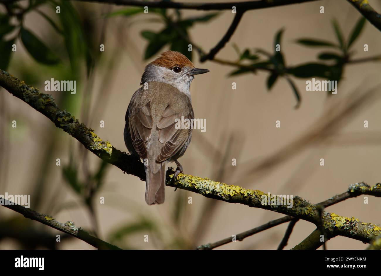 Female Blackcap Bird, Sylvia atricapilla With Distinctive Chestnut Brown Cap Perched On A Lichen Covered Branch, New Forest UK Stock Photo