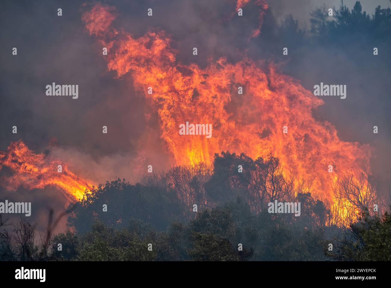 Forest fires in the prefecture of Evros in northern Greece in the biggest fire ever in Europe on August 23,  2023 Stock Photo