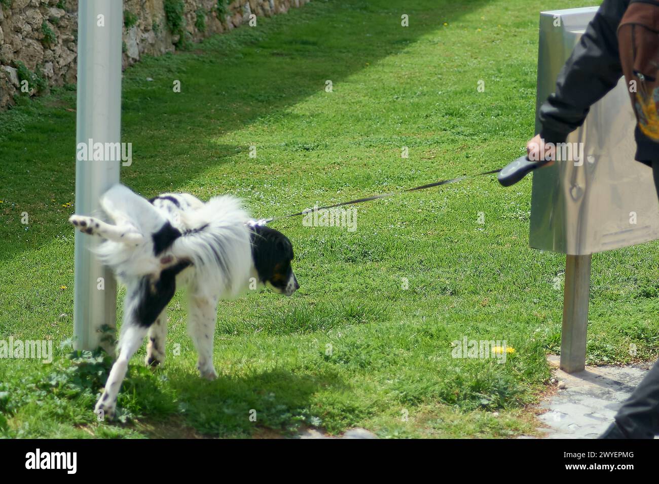 A black and white dog is captured mid-leap, pulling away from a person holding its leash in a grassy outdoor area, showcasing energy and movement. Stock Photo