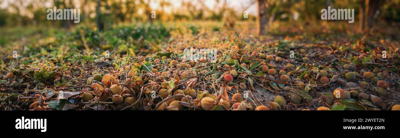 Consequences Of Hail In Fruit Garden. Peaches Fell From Tree During A Severe Thunderstorm With Hail Stock Photo