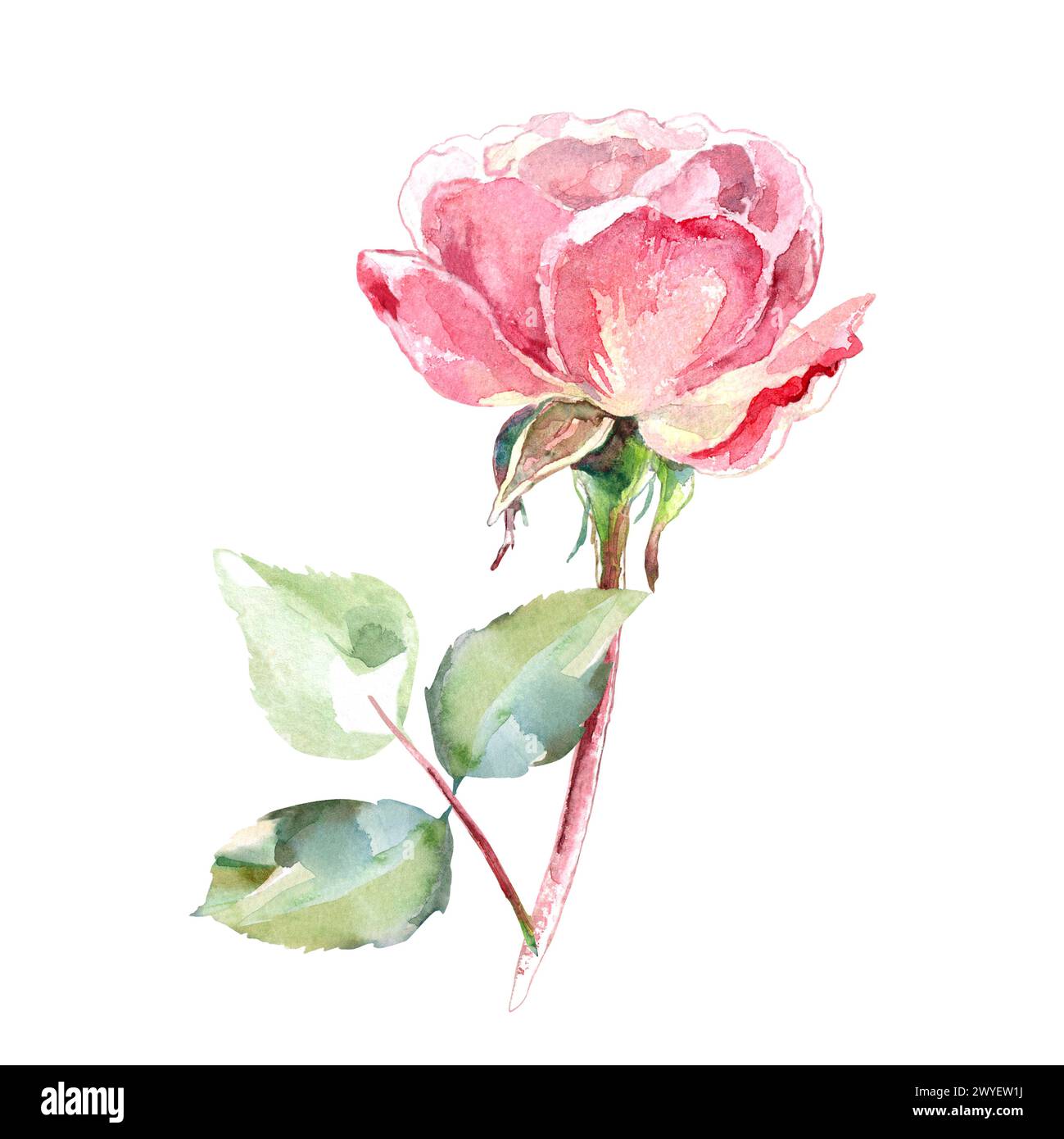 Pink roses watercolor hand painting floral illustration of collection ...