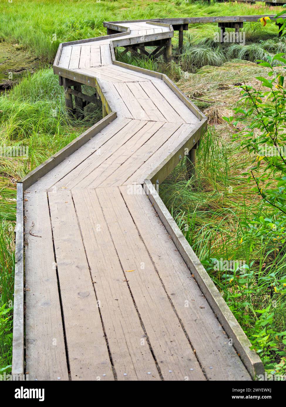 Wooden flooring pathway over the swampy terrain Stock Photo
