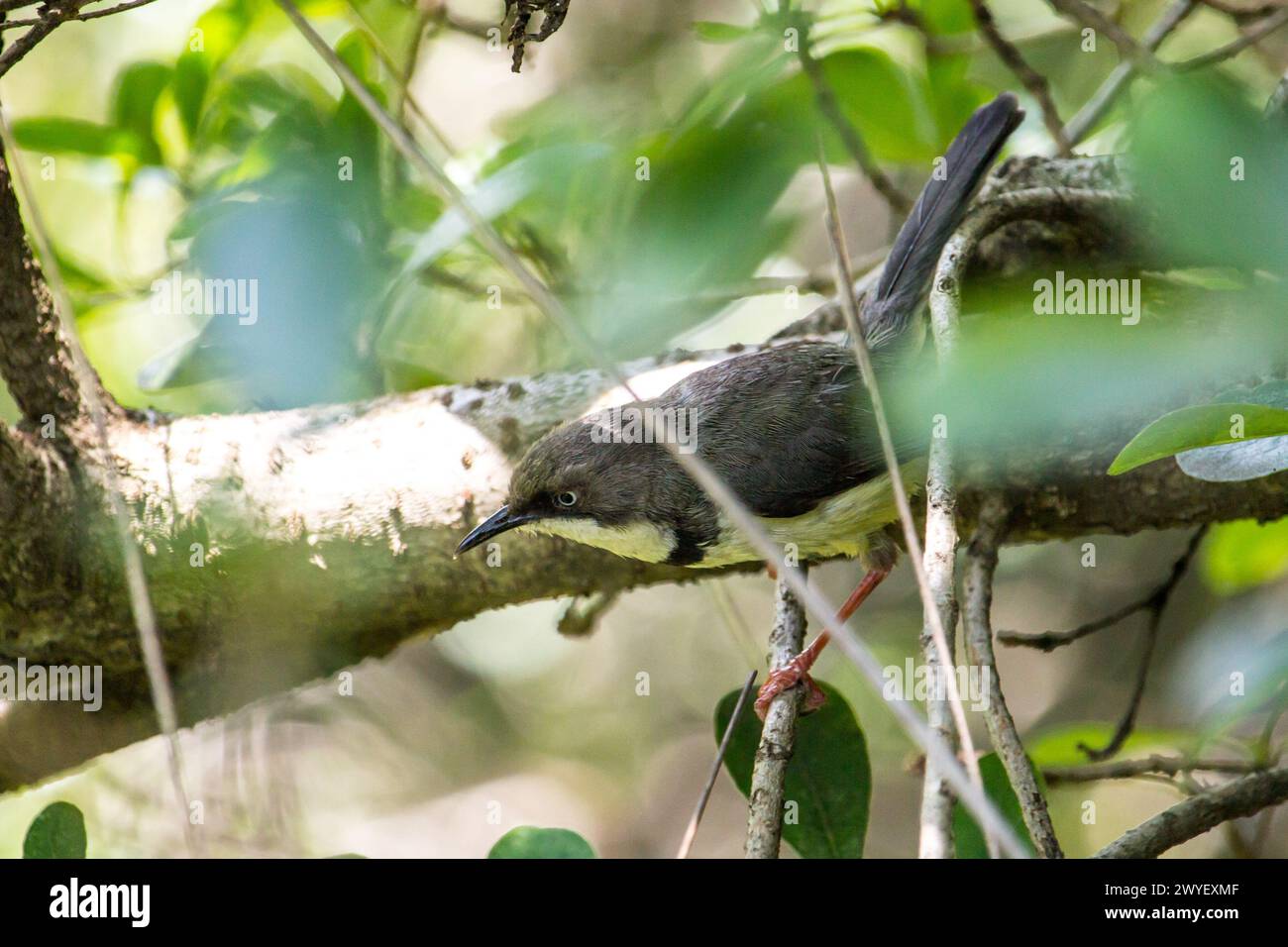 A small bar-throated Apalix, Apalis thoracica, between the branches of a tree in the afro temperate forests of the Witwatersrand Botanical Gardens of Stock Photo