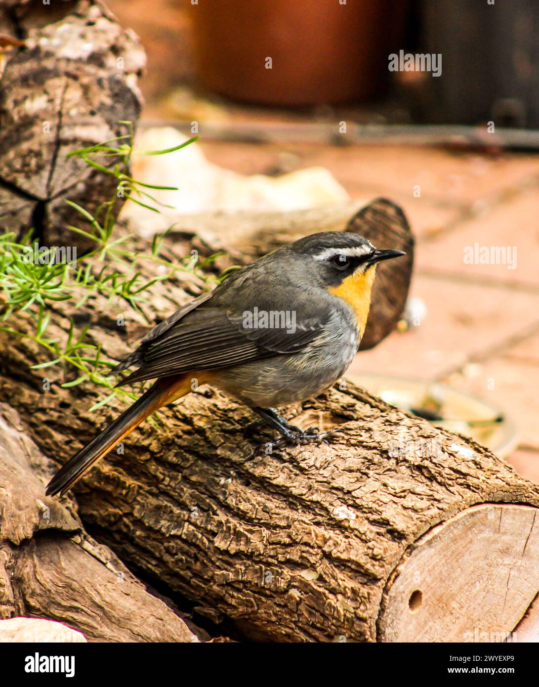 A Cape Robin-chat, Cossypha Caffra, perched on a cut log in a suburban ...