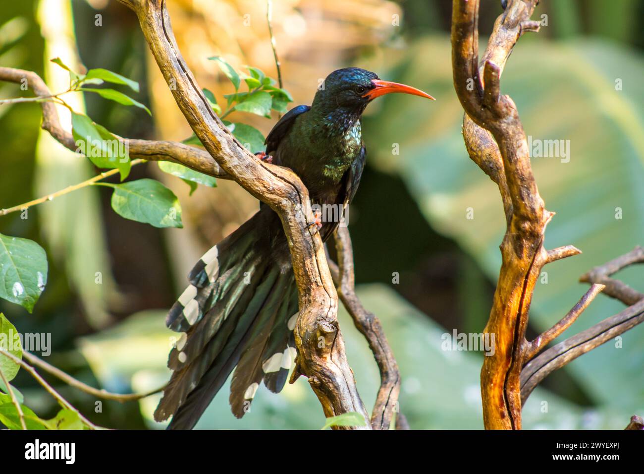A Green Wood hoopoe, Phoeniculus purpureus, with its tail spread wide, perched among dead branches in the sun in a suburban garden in Johannesburg Stock Photo