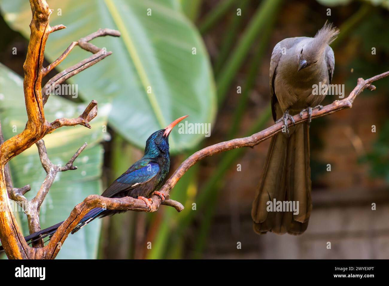 A grey loerie and the shiny metallic-green-black, Green Wood hoopoe looking at each other in a suburban Garden in Johannesburg South Africa Stock Photo