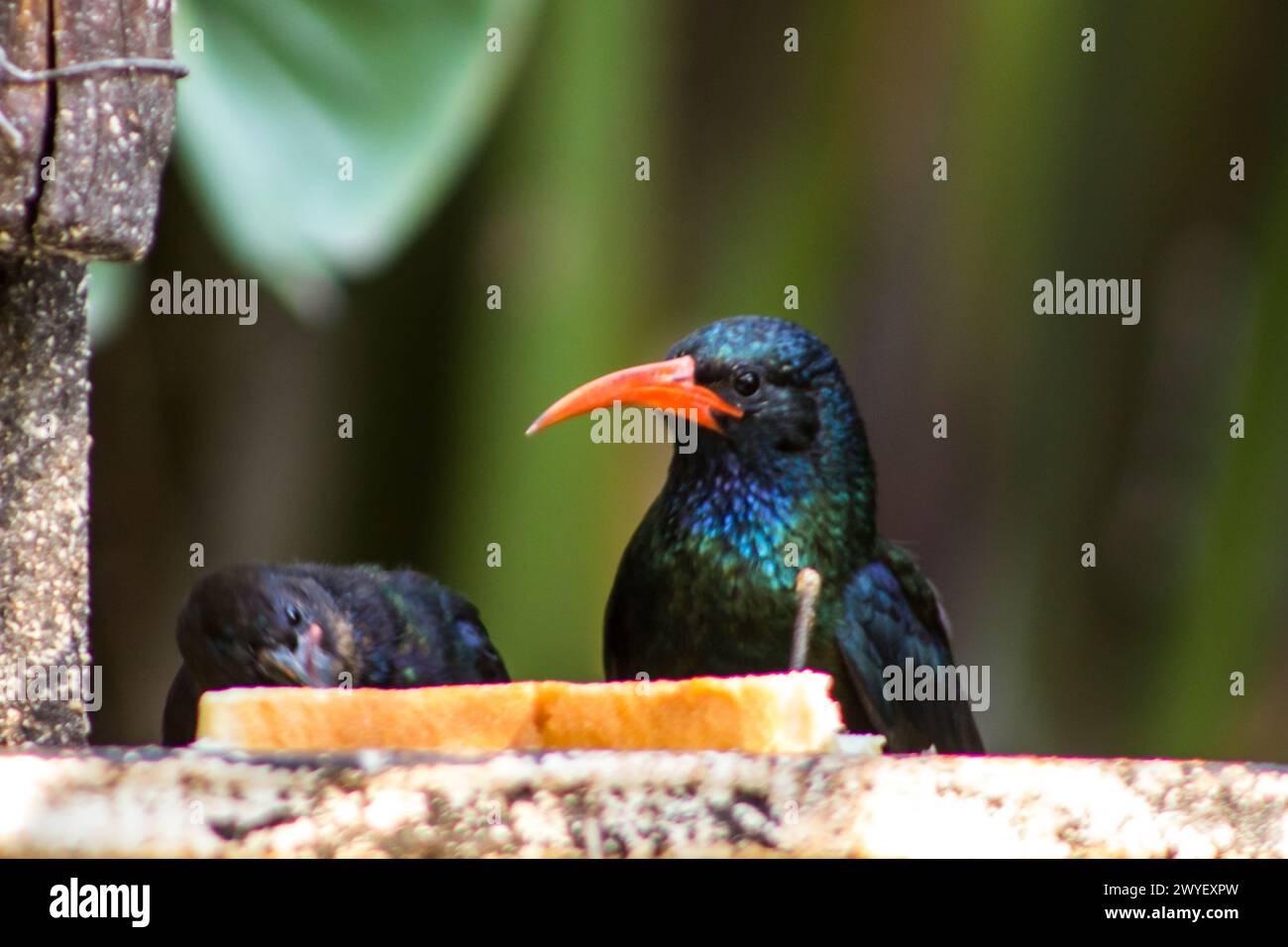 Head view of a green wood Hoopoe, Phoeniculus purpureus, with a young, at a bird feeder in a suburban Garden in Johannesburg South Africa. Stock Photo