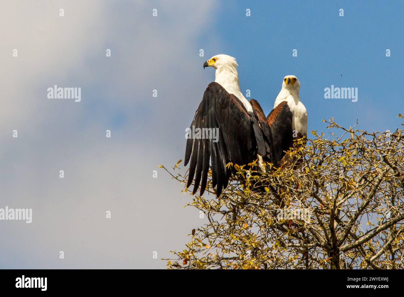 Two African Fish Eagles sitting on a tree top, one with its wings spread, against a bright blue sky, in the Kruger National Park of South Africa. Stock Photo