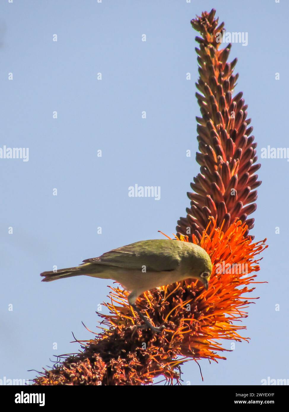 An Orange River White-eye, Zosterops pallidus, feeding on the Orange Flowers of an Aloe, in Augrabies National Park in South Africa Stock Photo