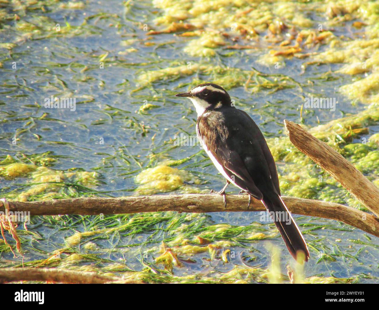 An African pied wagtail, perched on a dead stick in the riverine woodland next to the Orange River, photographed in the Richtersveld National Park, So Stock Photo