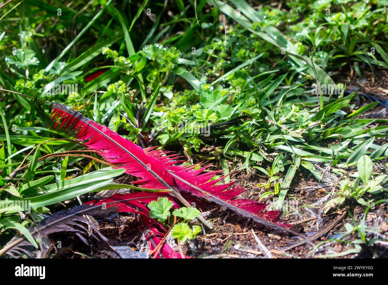 The red flight feathers of a lourie, also known as a Turaco, scattered among the bright green grass. Stock Photo