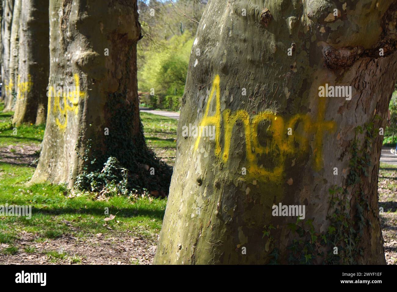 Das Wort Angst als Graffiti an mehrere Bäume gesprüht, Platanenallee in Tübingen, Baden-Württemberg, Deutschland *** The word Angst sprayed as graffit Stock Photo