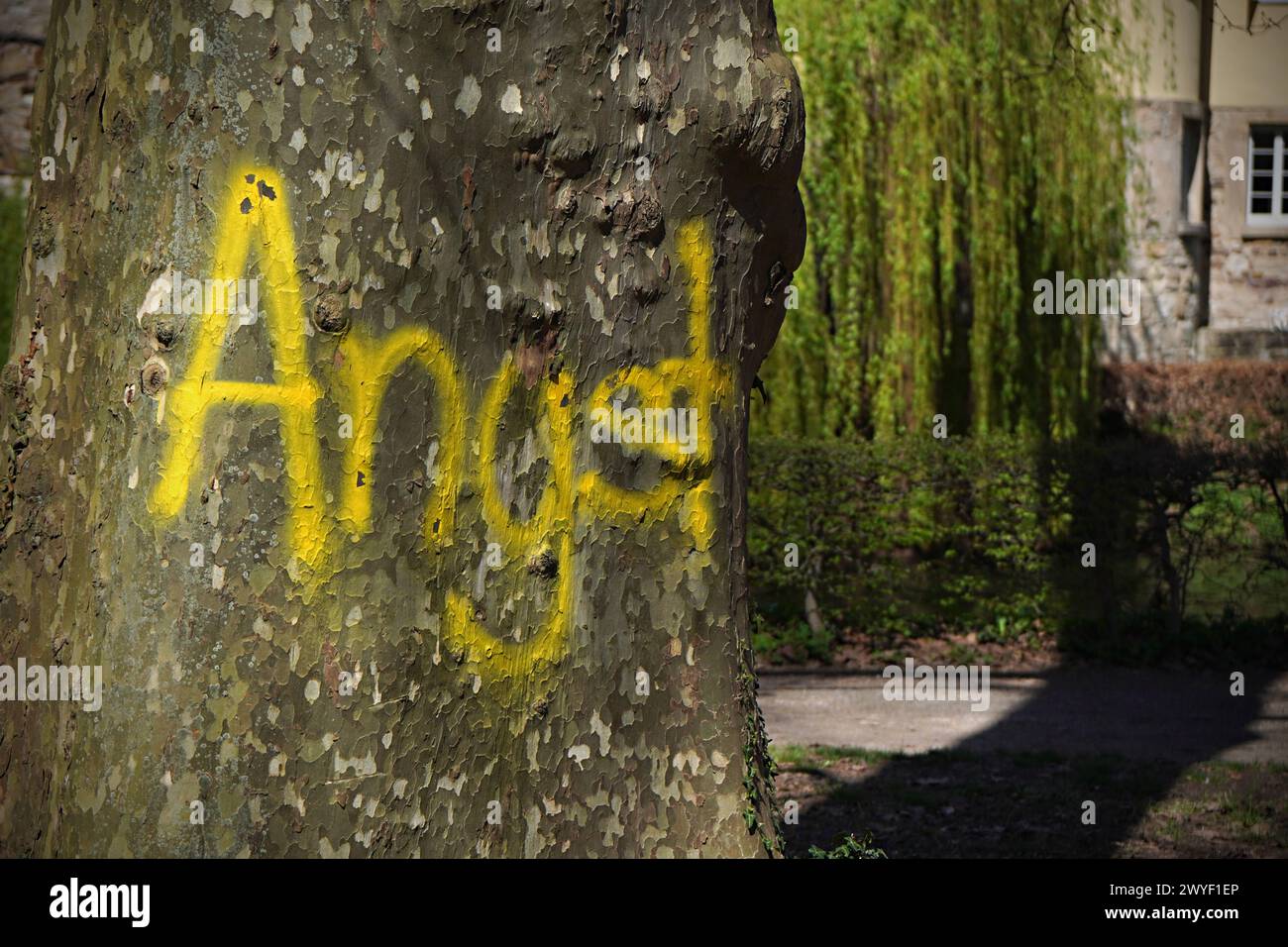 Das Wort Angst als Graffiti an mehrere Bäume gesprüht, Platanenallee in Tübingen, Baden-Württemberg, Deutschland *** The word Angst sprayed as graffit Stock Photo